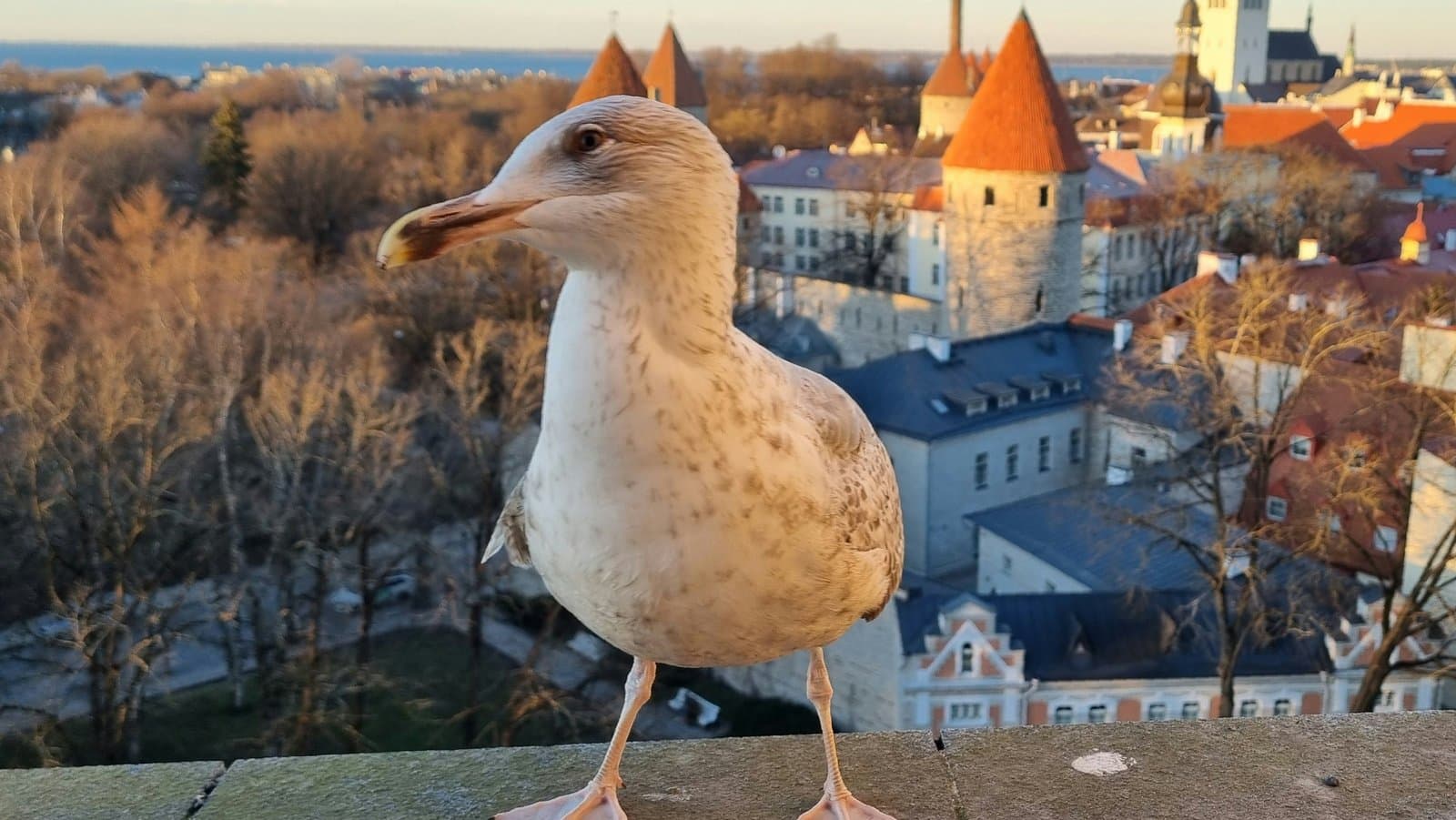 A seagull stands with a city view.