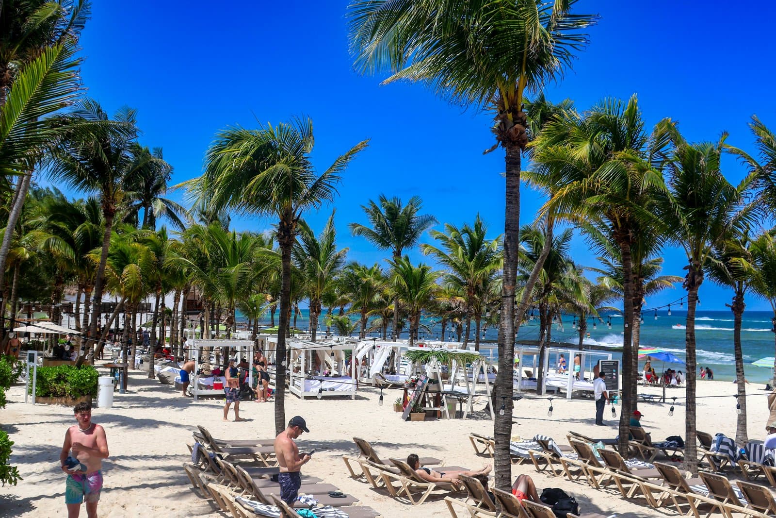 A beach filled with lots of palm trees